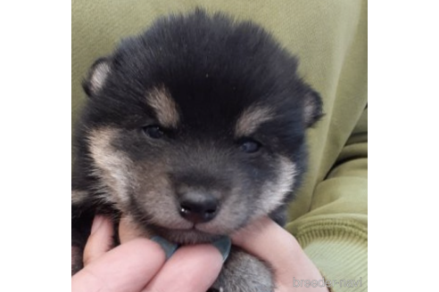 成約済の富山県の柴犬-236400の5枚目